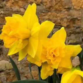 Golden Ducat Daffodil (Narcissus Golden Ducat) Img 3